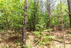 Whiskey Ridge Tract 107