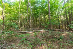 Whiskey Ridge Tract 108