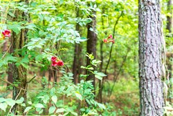 property photo for Whiskey Ridge Tract 11, 8.78 acres for sale in Henderson County, Tennessee