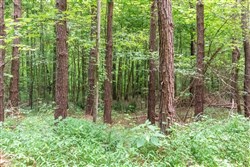 property photo for Whiskey Ridge Tract 11, 8.78 acres for sale in Henderson County, Tennessee