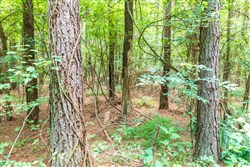 property photo for Whiskey Ridge Tract 11, 8.78 acres for sale in Henderson County, Tennessee