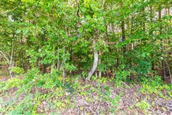 property photo for Whiskey Ridge Tract 110, 5.37 acres for sale in Henderson County, Tennessee