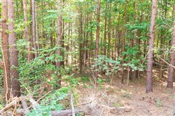 property photo for Whiskey Ridge Tract 111, 5.27 acres for sale in Henderson County, Tennessee