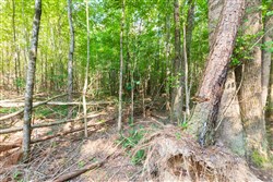 property photo for Whiskey Ridge Tract 112, 15.32 acres for sale in Henderson County, Tennessee