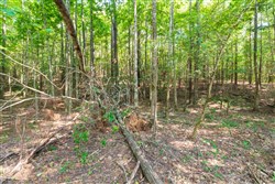 property photo for Whiskey Ridge Tract 112, 15.32 acres for sale in Henderson County, Tennessee