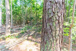 property photo for Whiskey Ridge Tract 112, 15.32 acres for sale in Henderson County, Tennessee
