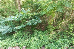 property photo for Whiskey Ridge Tract 113, 6.31 acres for sale in Henderson County, Tennessee