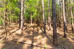 property photo for Whiskey Ridge Tract 113, 6.31 acres for sale in Henderson County, Tennessee