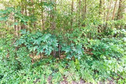 property photo for Whiskey Ridge Tract 113, 6.31 acres for sale in Henderson County, Tennessee