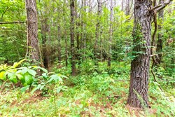 property photo for Whiskey Ridge Tract 12, 5.53 acres for sale in Henderson County, Tennessee