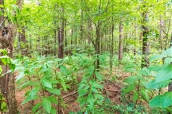 property photo for Whiskey Ridge Tract 12, 5.53 acres for sale in Henderson County, Tennessee