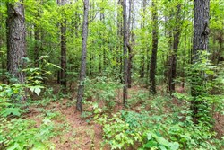 property photo for Whiskey Ridge Tract 12, 5.53 acres for sale in Henderson County, Tennessee