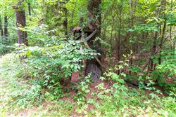 property photo for Whiskey Ridge Tract 13, 7.09 acres for sale in Henderson County, Tennessee