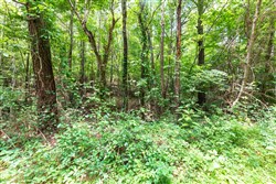 property photo for Whiskey Ridge Tract 13, 7.09 acres for sale in Henderson County, Tennessee