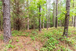 property photo for Whiskey Ridge Tract 14, 6.94 acres for sale in Henderson County, Tennessee