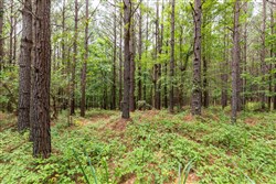 property photo for Whiskey Ridge Tract 16, 6.59 acres for sale in Henderson County, Tennessee