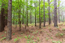 Whiskey Ridge Tract 17