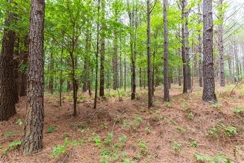 Whiskey Ridge Tract 17