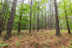 Whiskey Ridge Tract 17