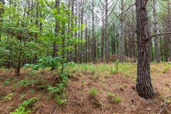 Whiskey Ridge Tract 17