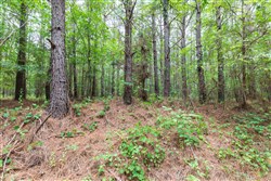 Whiskey Ridge Tract 18