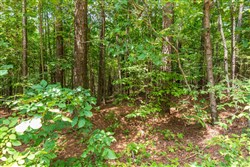 property photo for Whiskey Ridge Tract 2, 6.25 acres for sale in Henderson County, Tennessee
