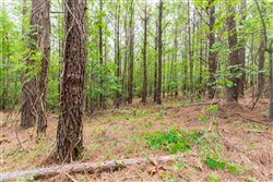 property photo for Whiskey Ridge Tract 20, 6.12 acres for sale in Henderson County, Tennessee