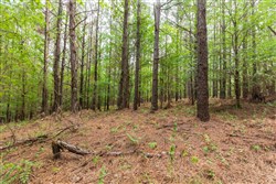 property photo for Whiskey Ridge Tract 20, 6.12 acres for sale in Henderson County, Tennessee