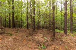 property photo for Whiskey Ridge Tract 20, 6.12 acres for sale in Henderson County, Tennessee