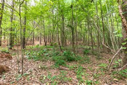 property photo for Whiskey Ridge Tract 21, 7.67 acres for sale in Henderson County, Tennessee