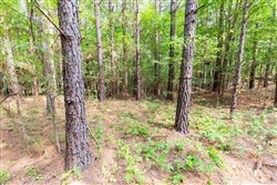 Whiskey Ridge Tract 22