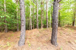 Whiskey Ridge Tract 22