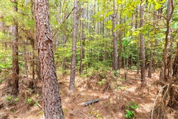 Whiskey Ridge Tract 24
