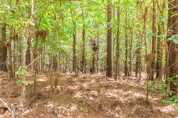 Whiskey Ridge Tract 24