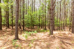 Whiskey Ridge Tract 25