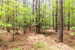 Whiskey Ridge Tract 25