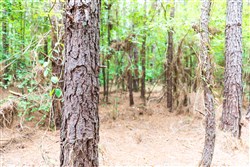 property photo for Whiskey Ridge Tract 26, 9.05 acres for sale in Henderson County, Tennessee