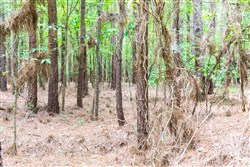 property photo for Whiskey Ridge Tract 26, 9.05 acres for sale in Henderson County, Tennessee