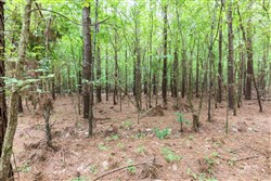 property photo for Whiskey Ridge Tract 26, 9.05 acres for sale in Henderson County, Tennessee