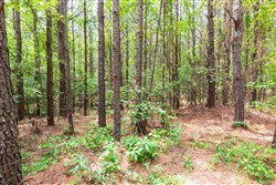 property photo for Whiskey Ridge Tract 27, 6.54 acres for sale in Henderson County, Tennessee