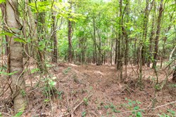Whiskey Ridge Tract 28