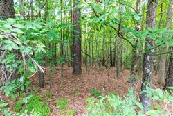 Whiskey Ridge Tract 3