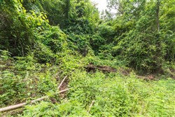 property photo for Whiskey Ridge Tract 30, 8.49 acres for sale in Henderson County, Tennessee