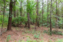 property photo for Whiskey Ridge Tract 33, 11.77 acres for sale in Henderson County, Tennessee