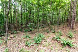 Whiskey Ridge Tract 34