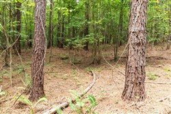 Whiskey Ridge Tract 34