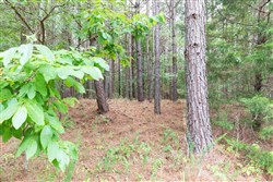 property photo for Whiskey Ridge Tract 35, 5.31 acres for sale in Henderson County, Tennessee