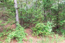property photo for Whiskey Ridge Tract 36, 5.49 acres for sale in Henderson County, Tennessee