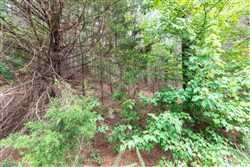 property photo for Whiskey Ridge Tract 36, 5.49 acres for sale in Henderson County, Tennessee