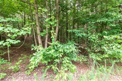 property photo for Whiskey Ridge Tract 36, 5.49 acres for sale in Henderson County, Tennessee